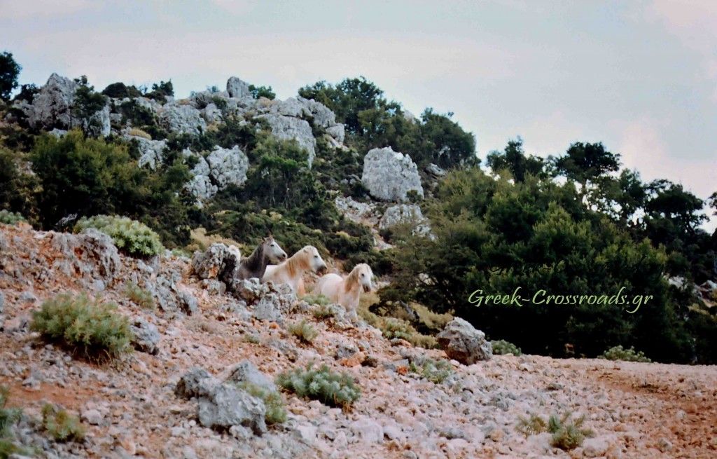 Αίνος άλογα DSC_0148