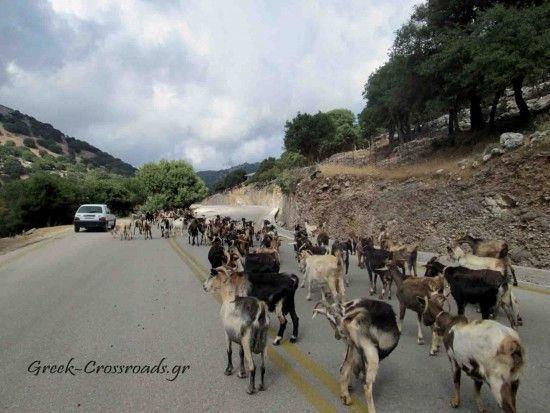 Φάλαρη κατσίκες IMG_3044 copy