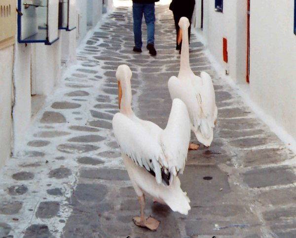 Μύκονος πελεκάνος