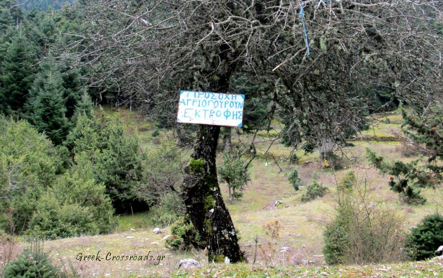 Ναυπακτία Λάλικα αγριογούρουνα ελευθέρας βοσκής ταμπέλα