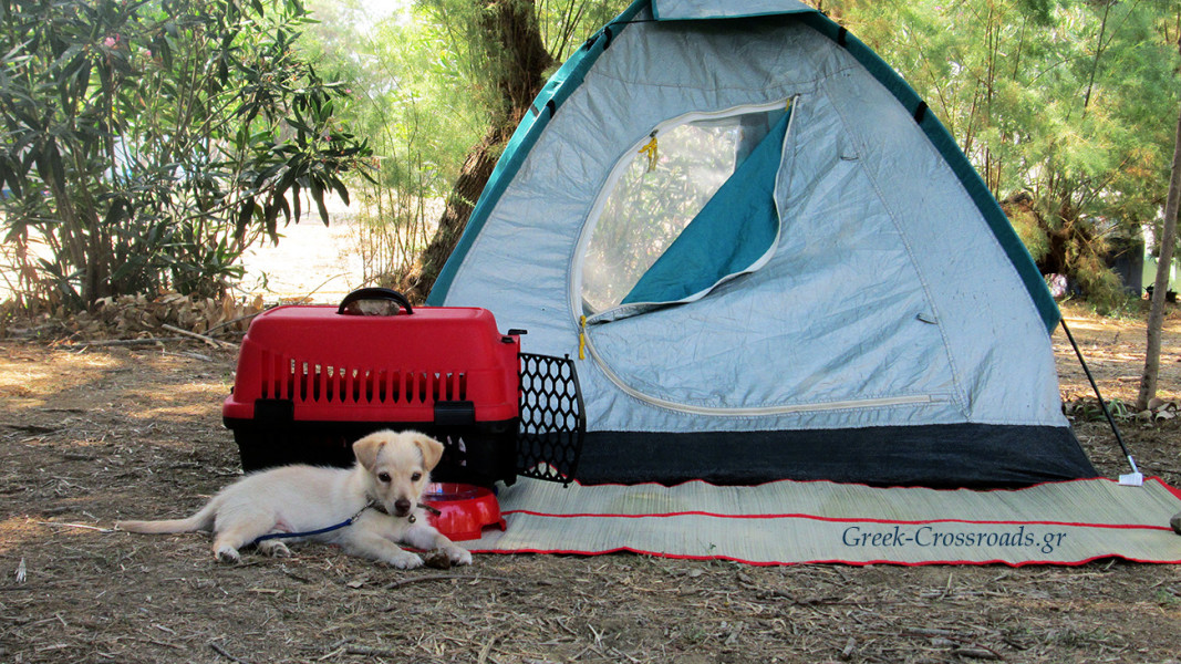 σκύλος camping